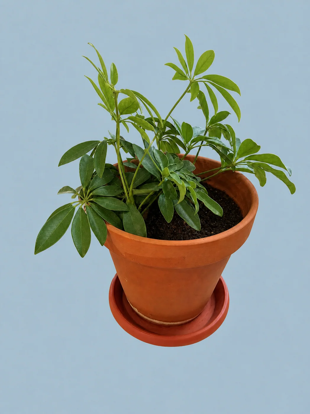 Mixed Umbrella-Plant Planter by Living collection