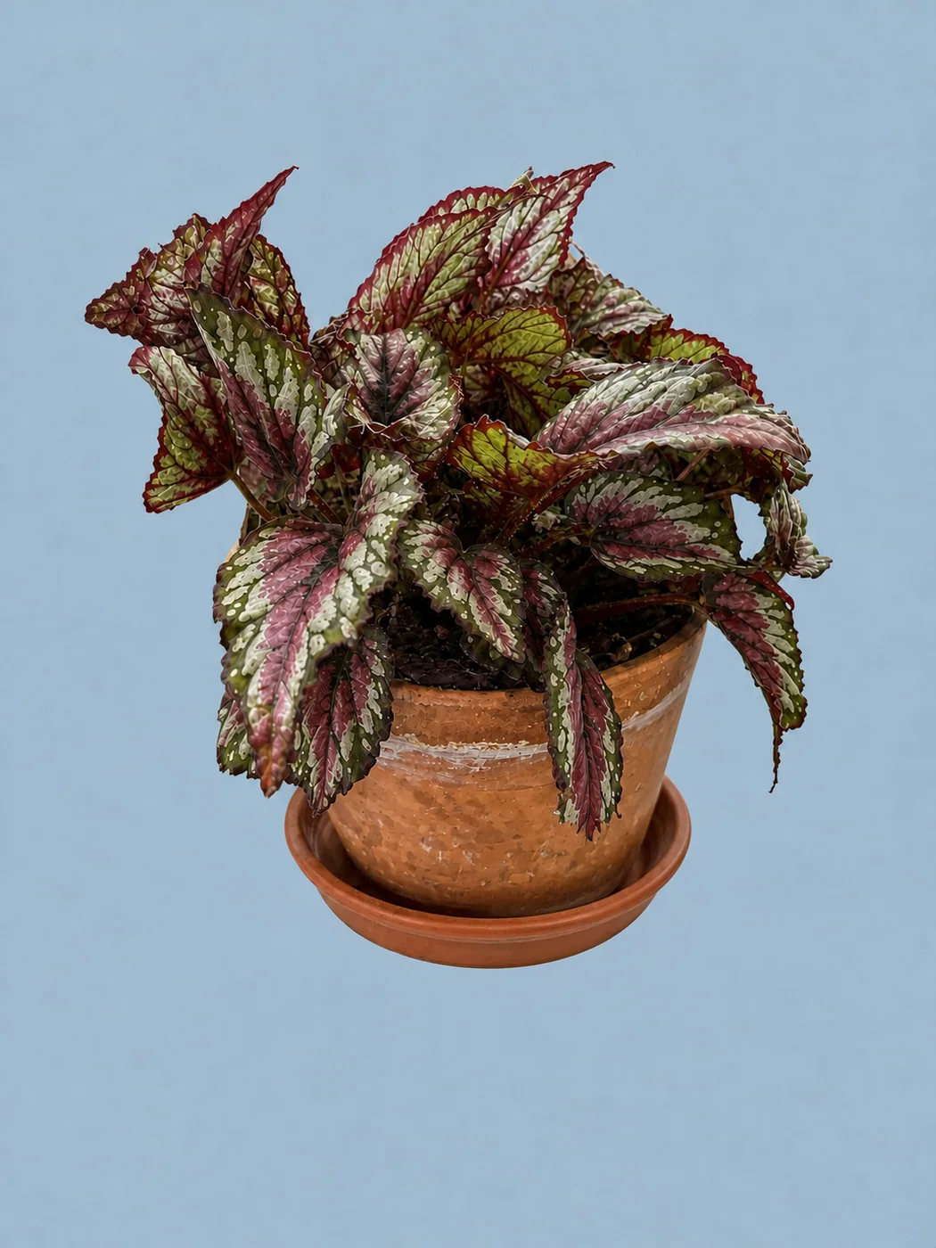 Begonia by Living collection