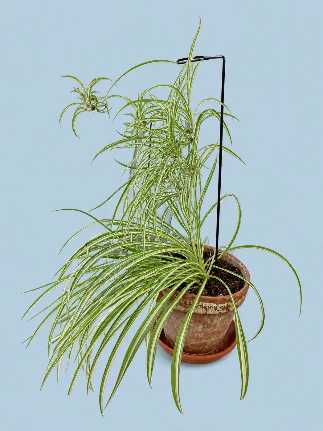 Spider Plant by Living collection