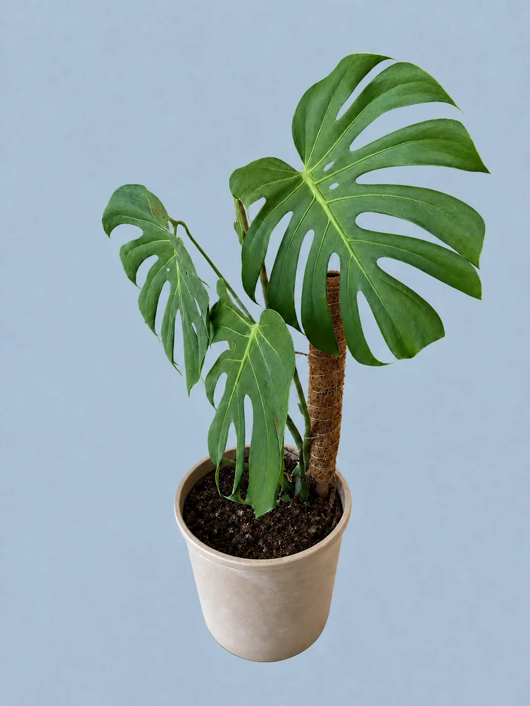 Monstera by Living collection