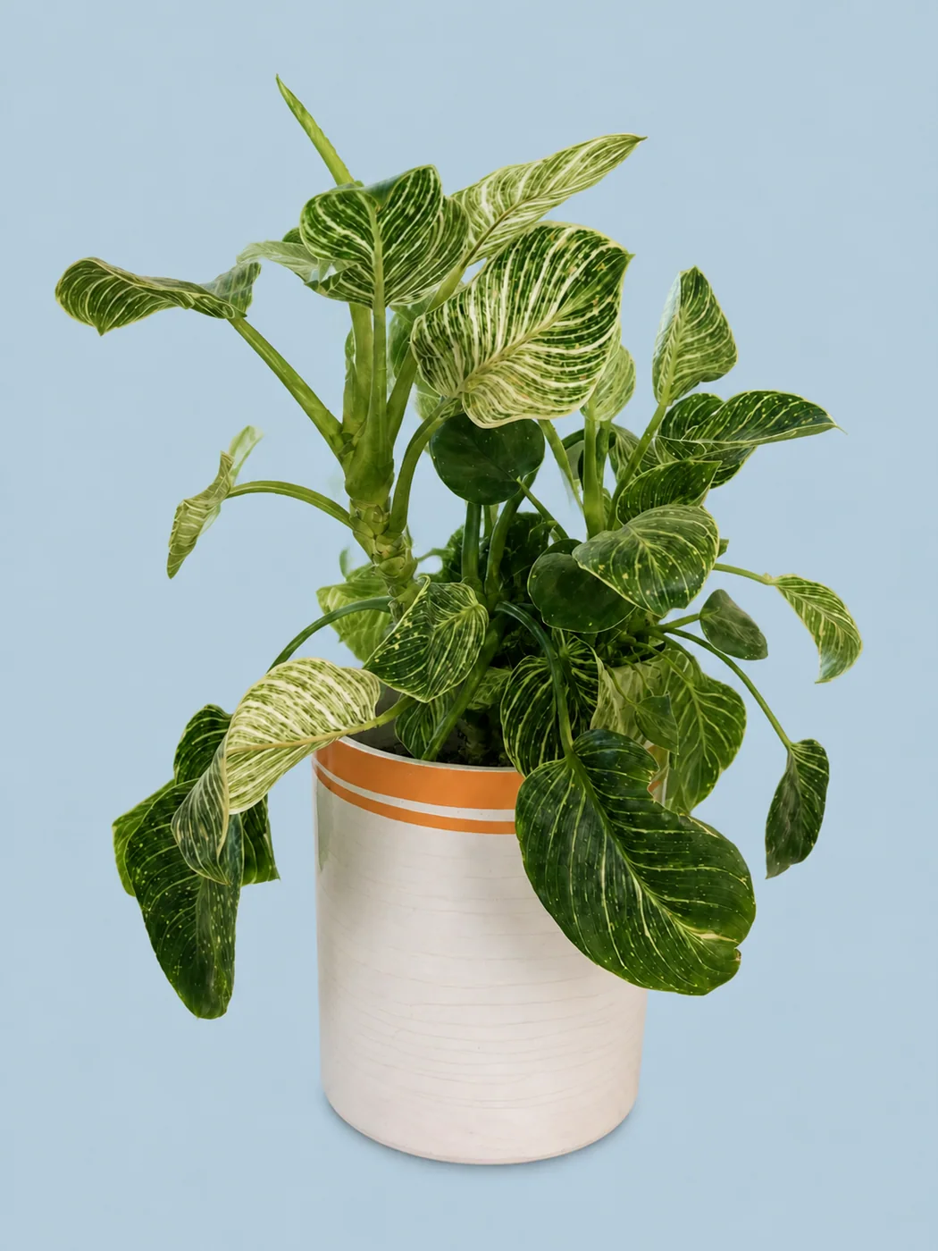 Variegated Philodendron by Living collection