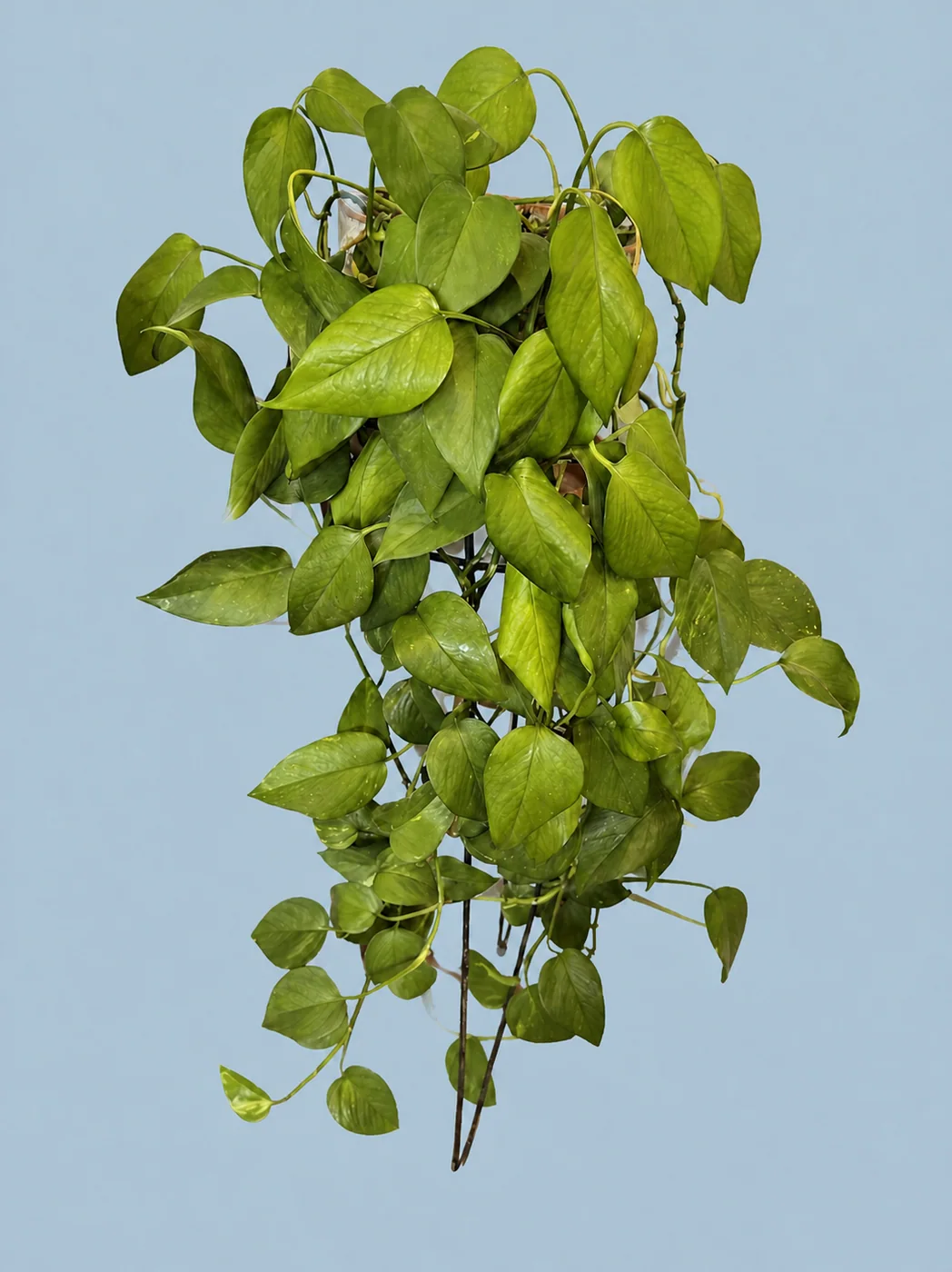 Golden Pothos by Living collection