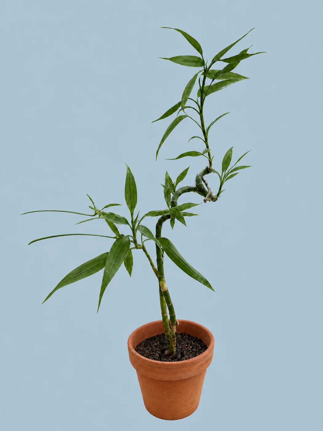 Lucky Bamboo by Living collection