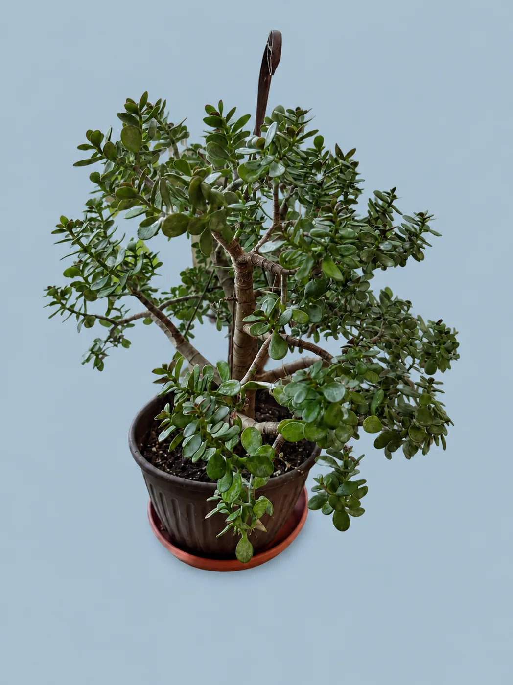 Jade Plant by Living collection