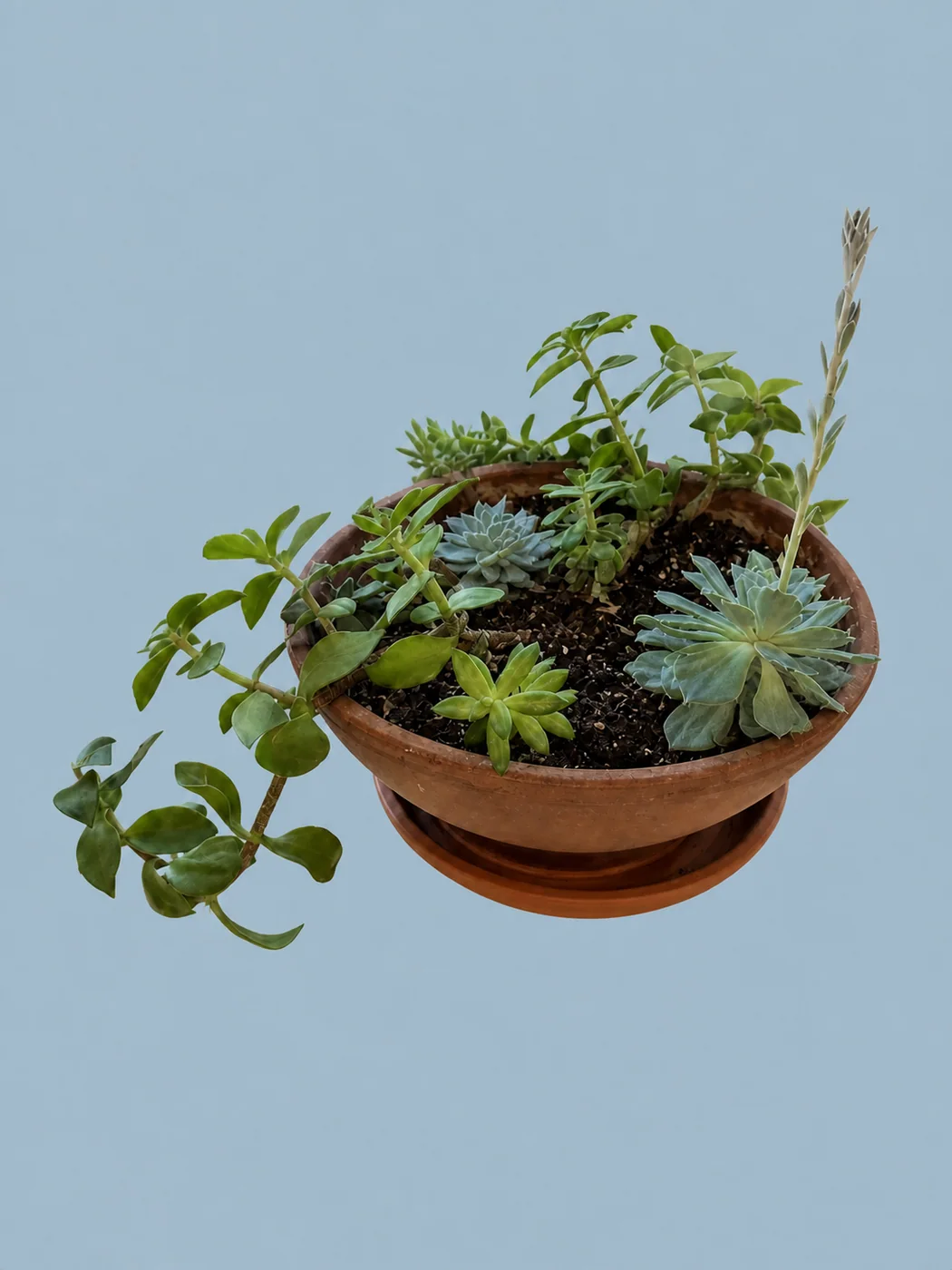 Mixed Succulent Planter by Living collection