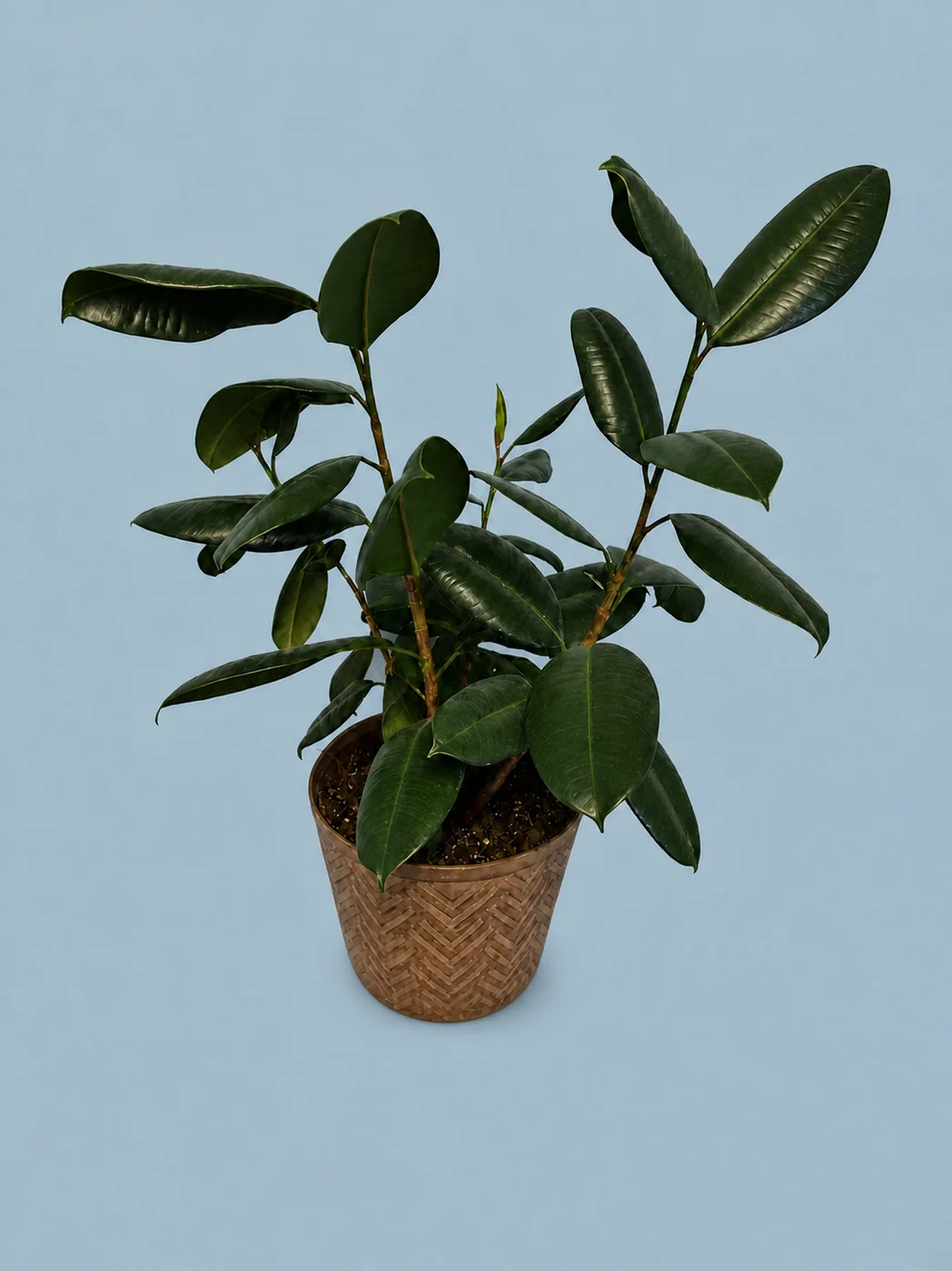 Rubber Plant by Living collection