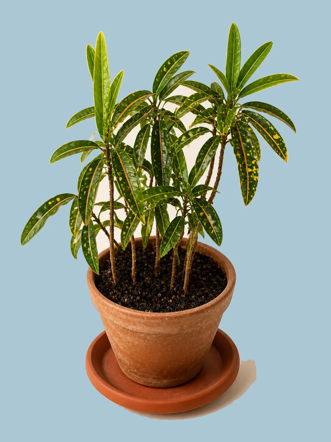 Variegated Croton by Living collection